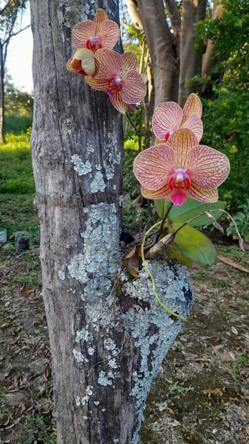 Sitio Sao Benedito Pirenópolis Exteriér fotografie